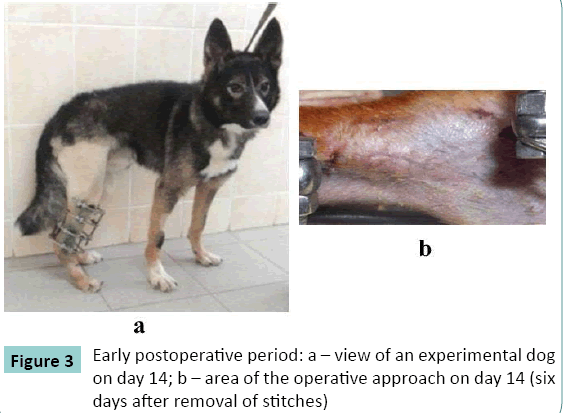 Experimental Study Of Nanostructured Carbon Implants For Management Of Circular Diaphyseal Long Bone Defects Insight Medical Publishing