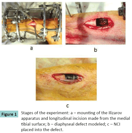 bone-Stages-experiment-mounting